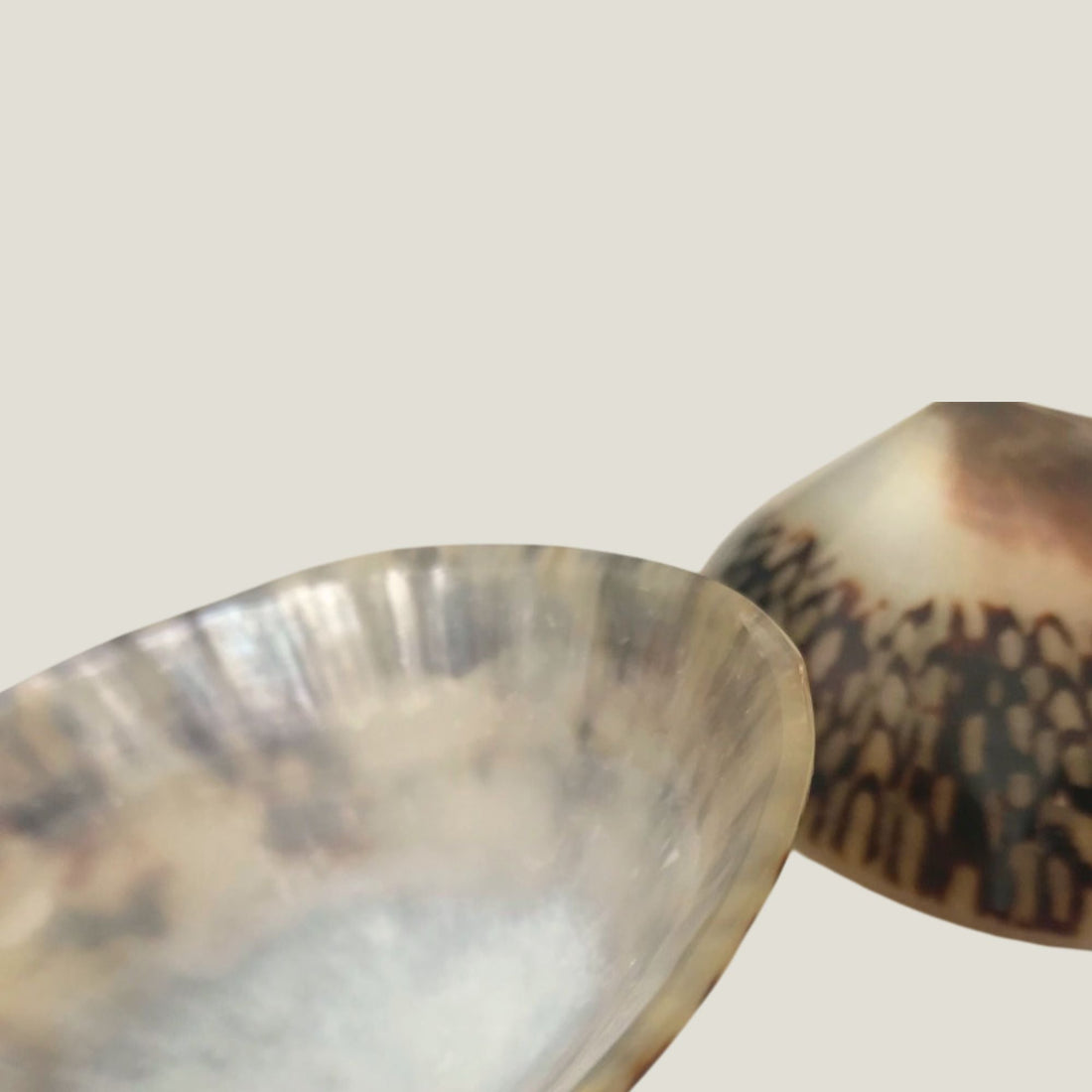 coquillages_allaitement - baby_nacre - soin_crevasses